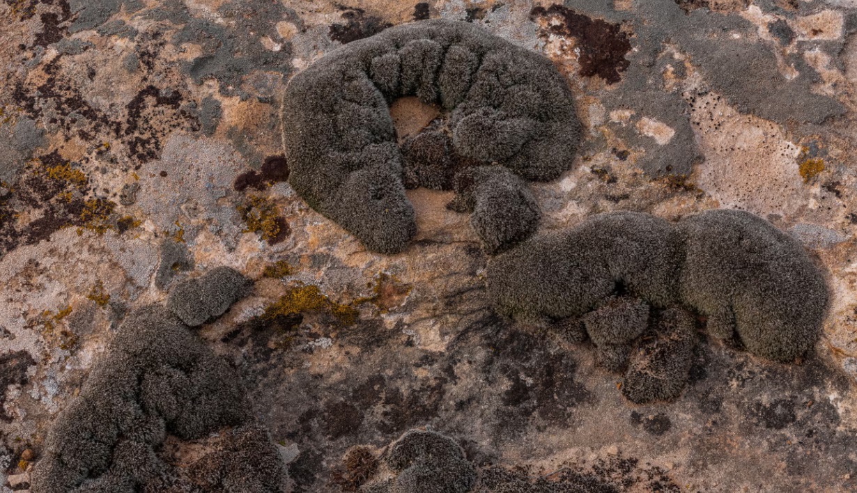 科学家发现沙漠苔藓可以在火星上生存